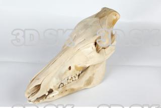 Skull Boar - Sus scrofa 0012